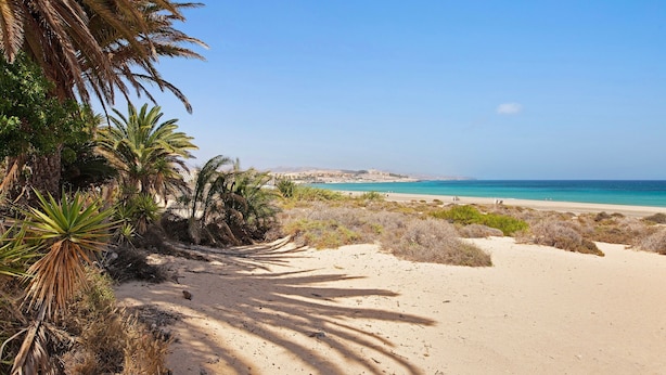 A sandy beach with palm trees and a clear blue sky. - Casa Otoño – Holiday Home with Sea View, Private Terrace, and Wi-Fi (La Lajita)
