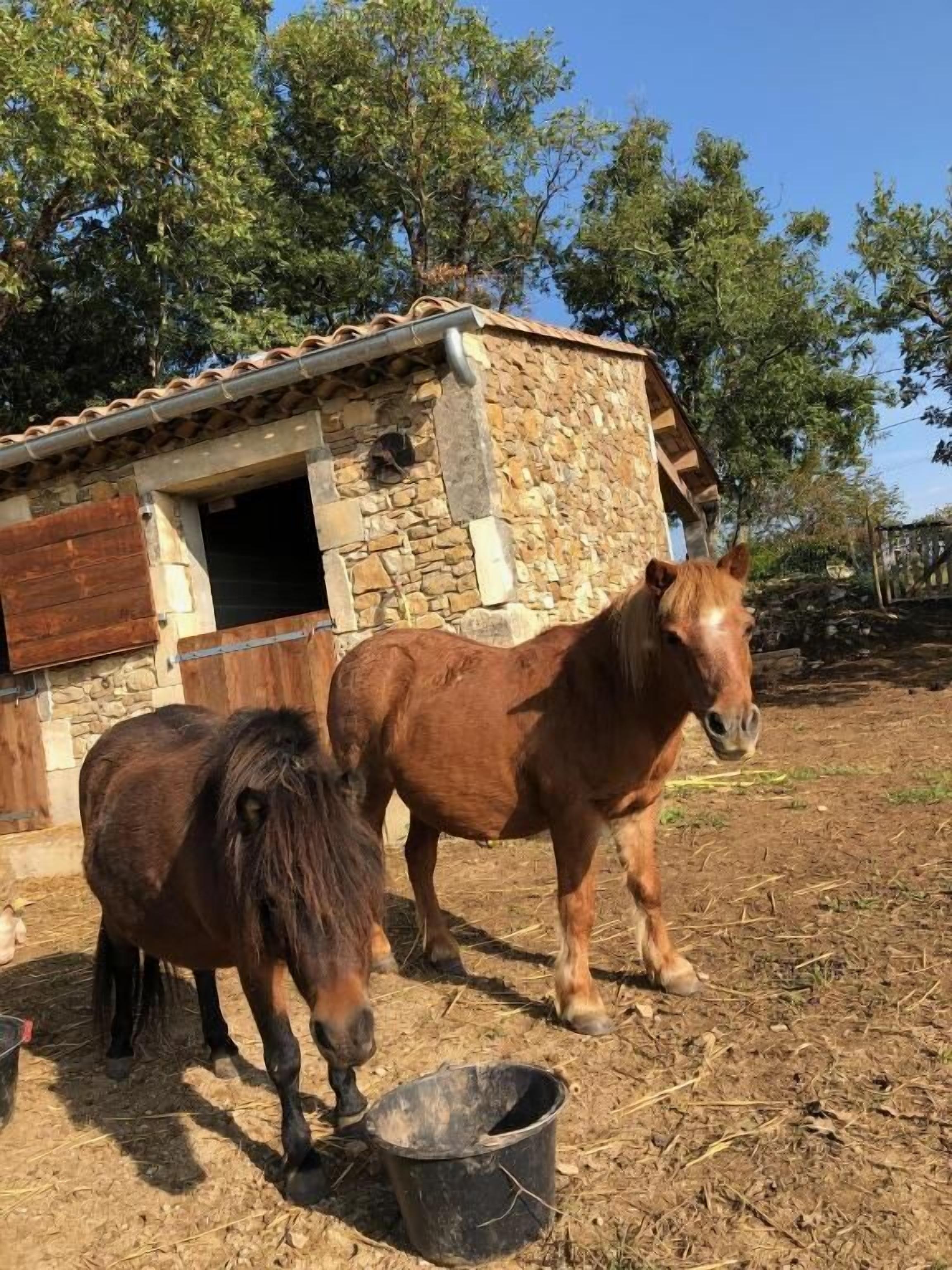 Deux chevaux se trouvent près d’un bâtiment en pierre doté d’une porte en bois et d’une fenêtre.