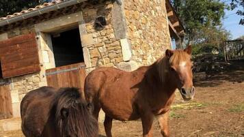 Deux chevaux se trouvent près d’un bâtiment en pierre doté d’une porte en bois et d’une fenêtre.