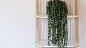 Un présentoir à plantes à trois niveaux, doté d’un cadre doré, placé contre un mur uni.