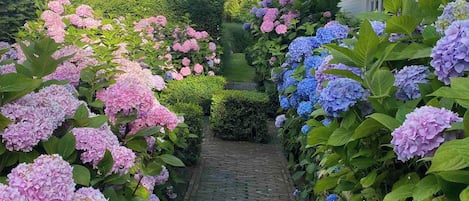 A brick pathway flanked by hydrangea bushes with pink and blue flowers leading to a house.
