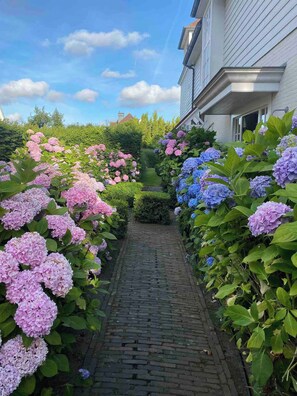 Caminho de tijolos ladeado por arbustos de hortênsia com flores rosa e azul, levando a uma casa.