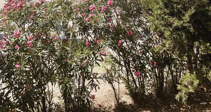 Family sized Beachside Apt, with sunset views + BBQ