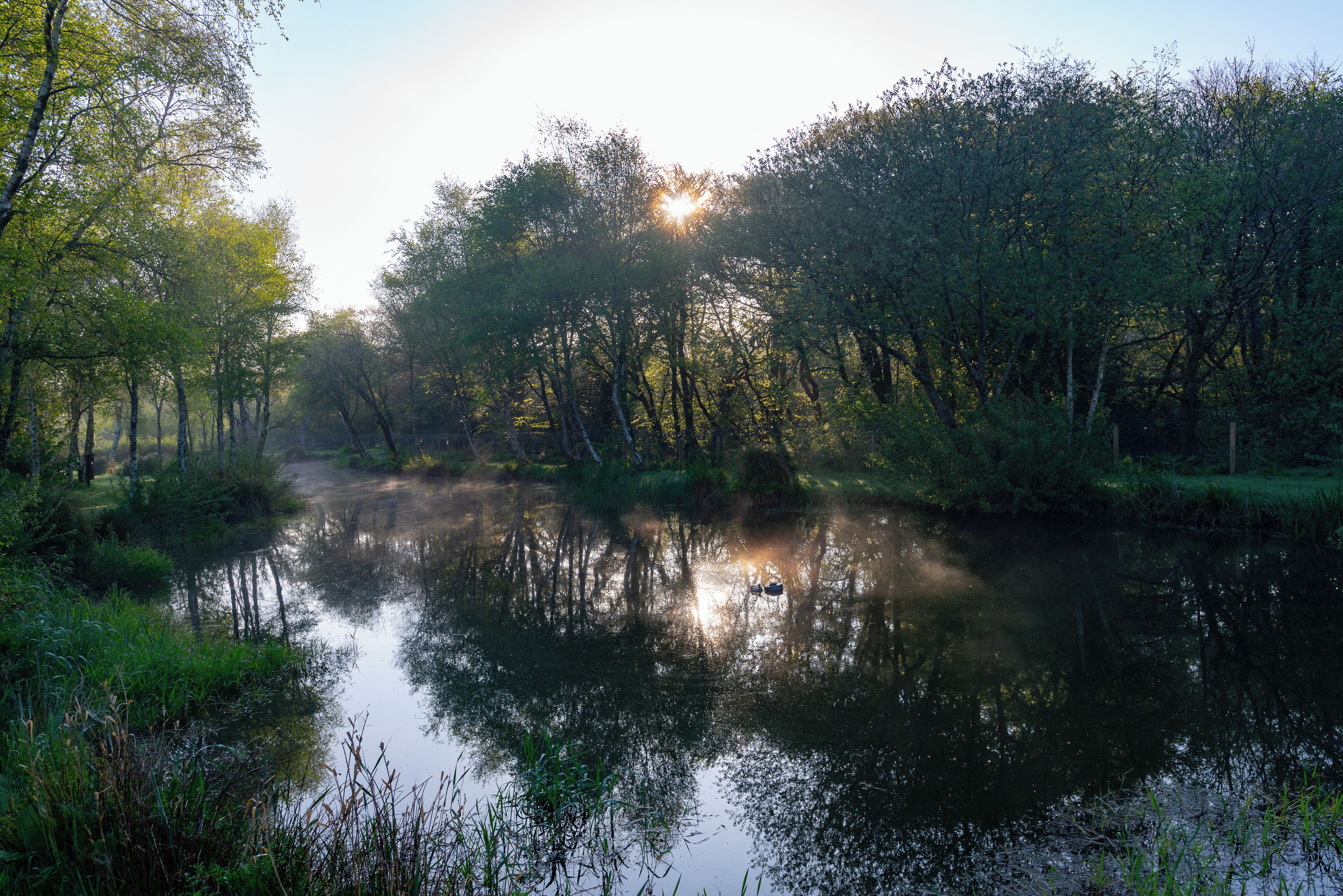 Ein ruhiger Fluss, umgeben von dichtem Baumbestand, wobei Sonnenlicht durch die Blätter scheint.