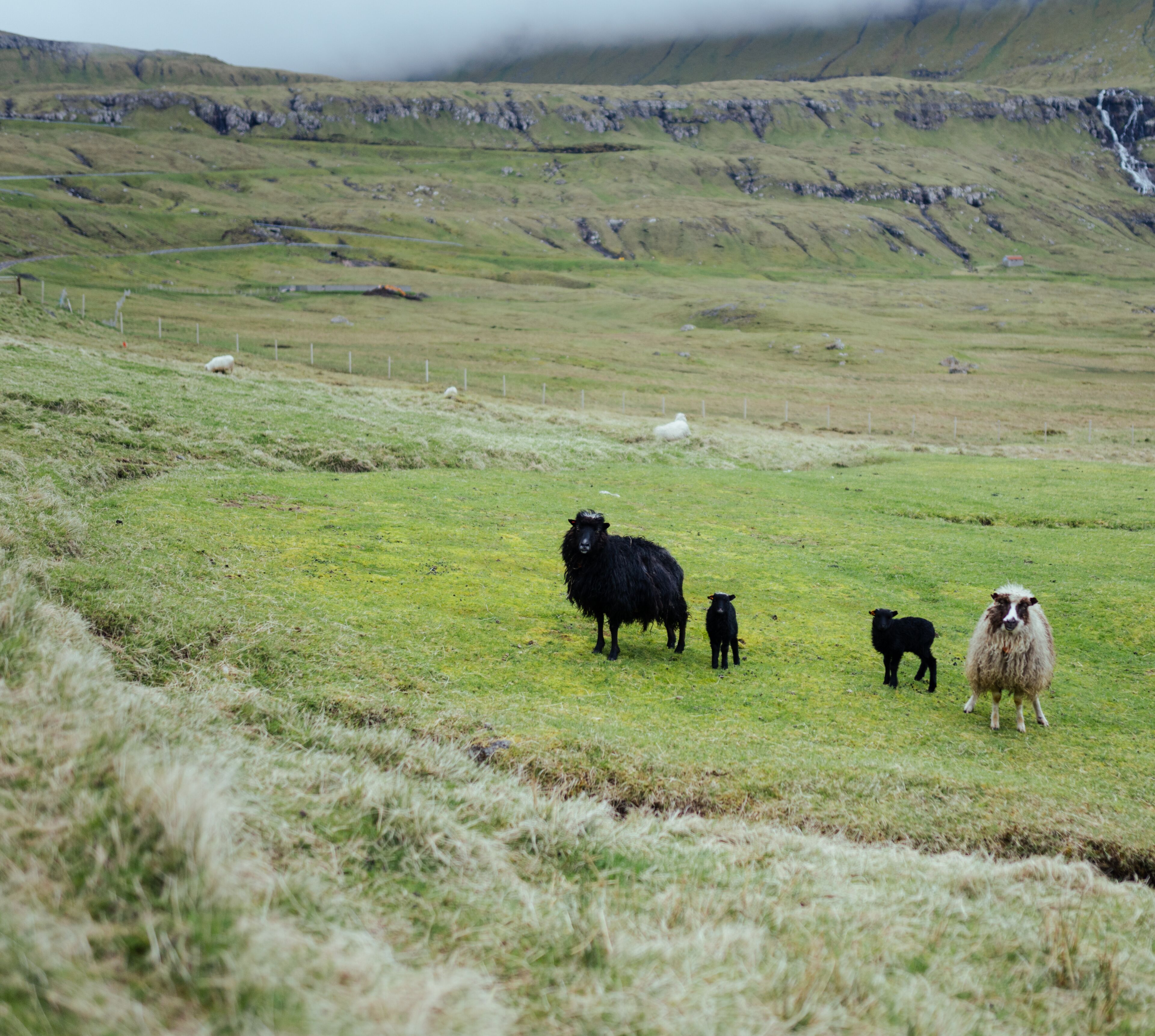 A grassy field with a few sheep and a fence in the background.