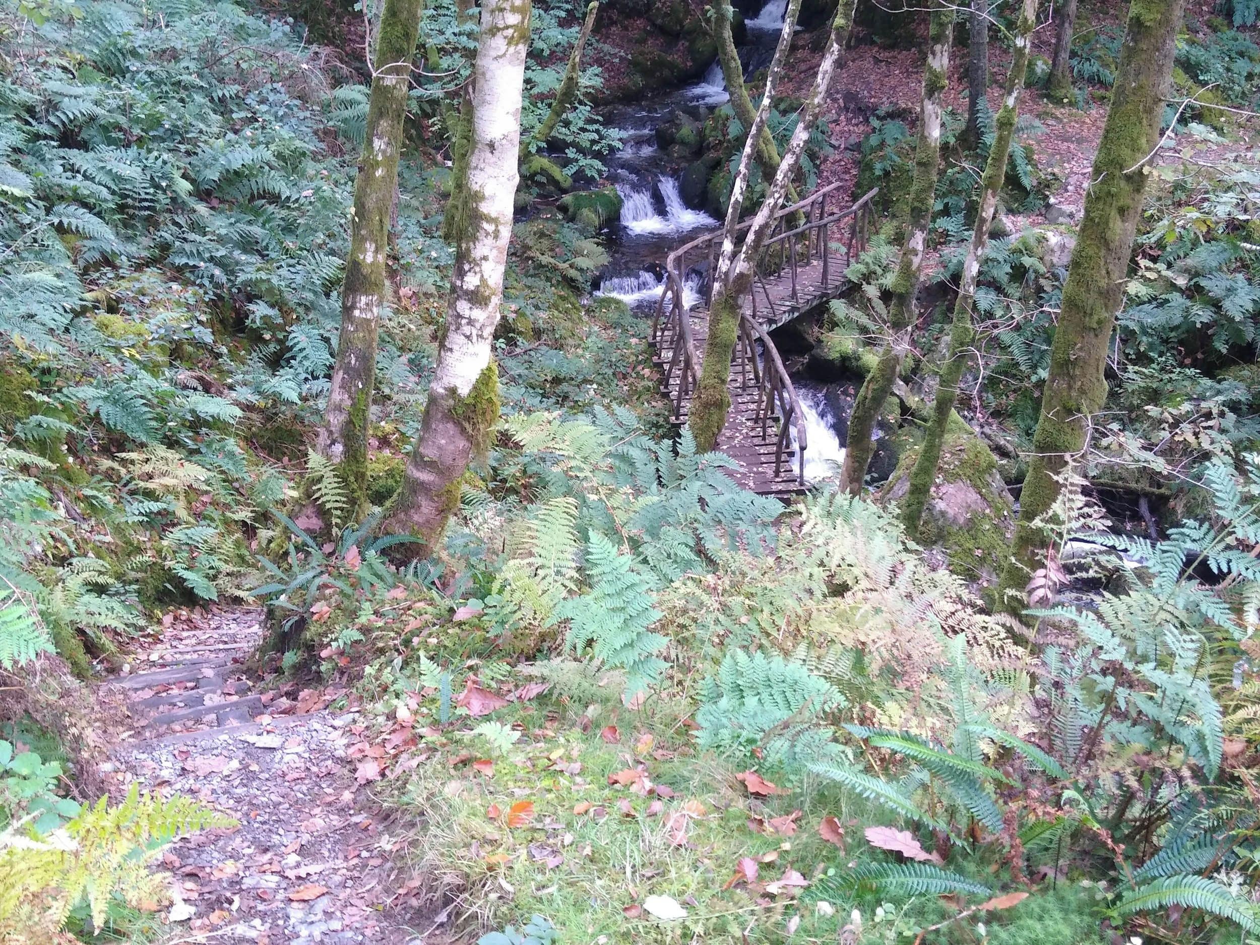 A forested area with a wooden bridge over a stream.