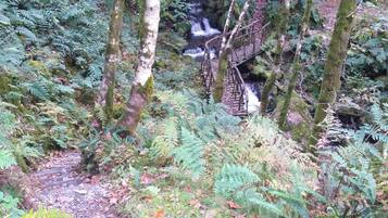 A forested area with a wooden bridge over a stream.