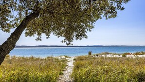 Camino costero que lleva a una playa, con un árbol que da sombra.