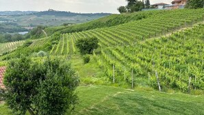 A vineyard with rows of grapevines and a single tree in the foreground. - Cascina Canelli - Apt. Alba, Cascina Canelli - Apt. Alba (Canelli)
