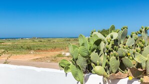 A cactus plant with a clear view of the surrounding landscape and a distant horizon. - 3590 Charà by Barbarhouse (Ugento)