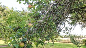 Un arbre dont les branches sont chargées de pommes vertes.
