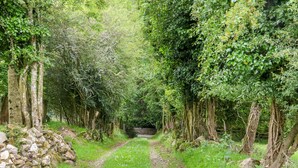 A narrow, stone-paved path flanked by dense greenery and trees, leading towards a distant structure. - THE OLD WHITE COTTAGE, pet friendly in Shillelagh, County Wicklow (Shillelagh)
