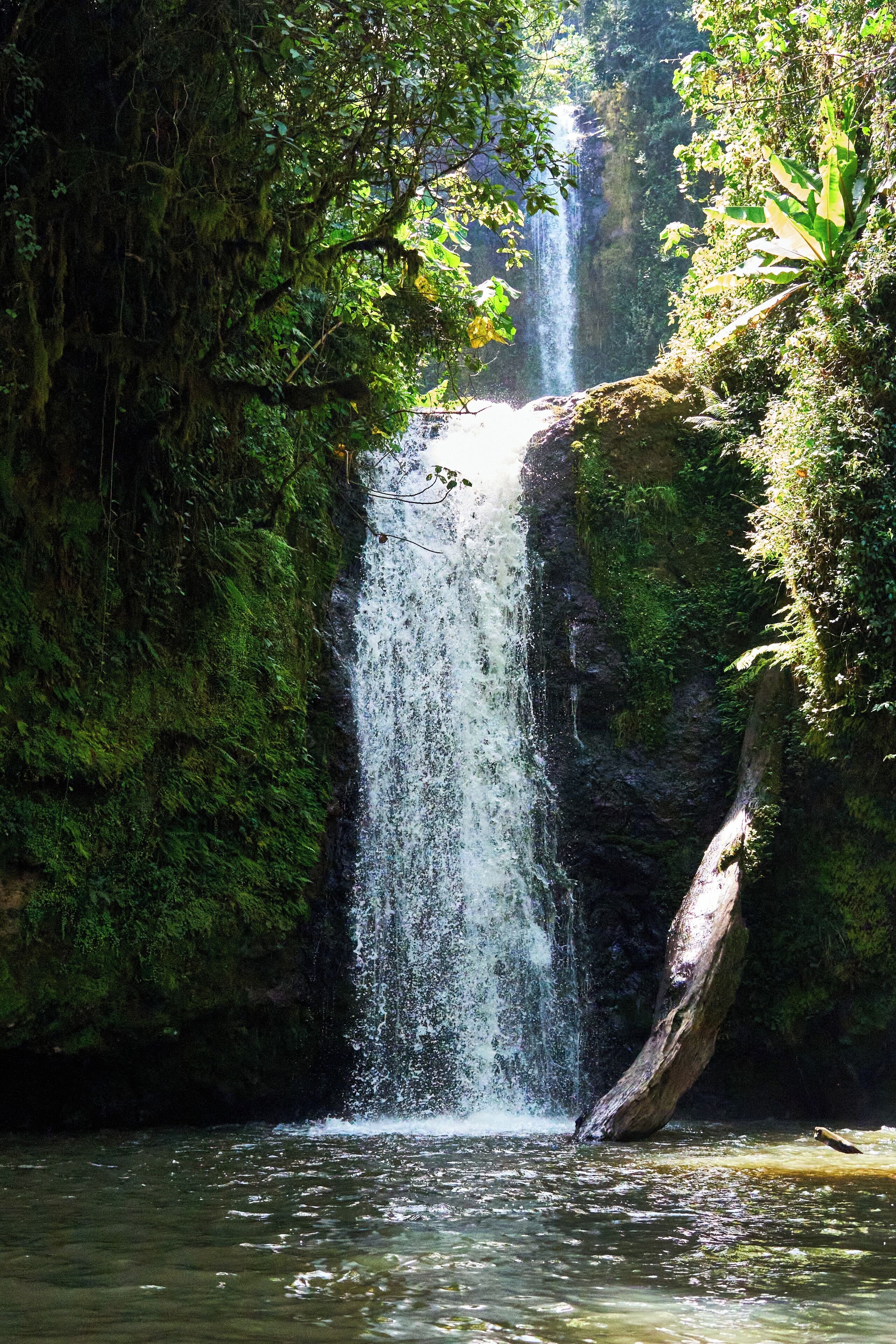 Una cascada en un área boscosa con vegetación densa y un gran tronco de árbol en primer plano.