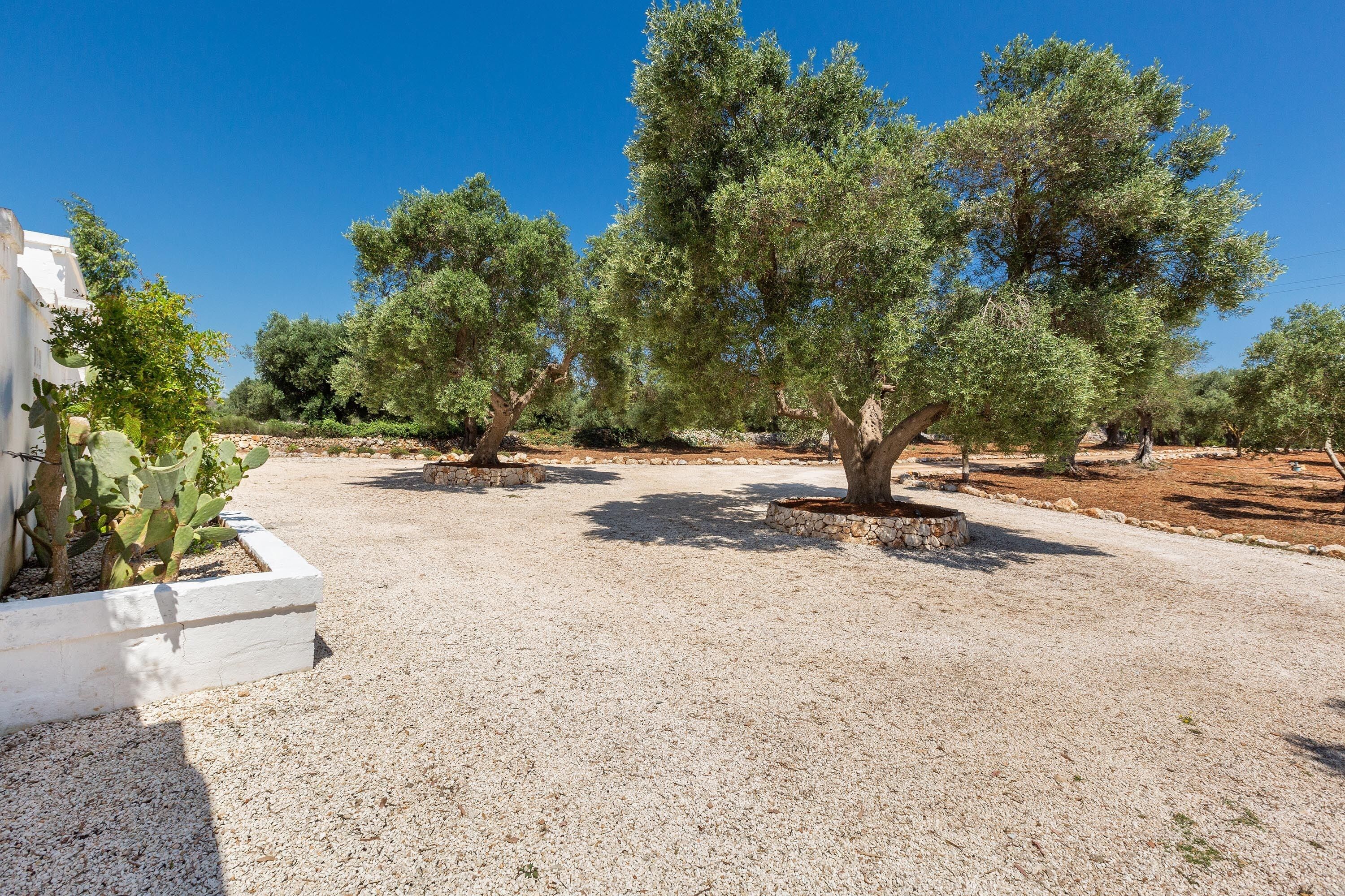 An outdoor area with olive trees and a gravel path.