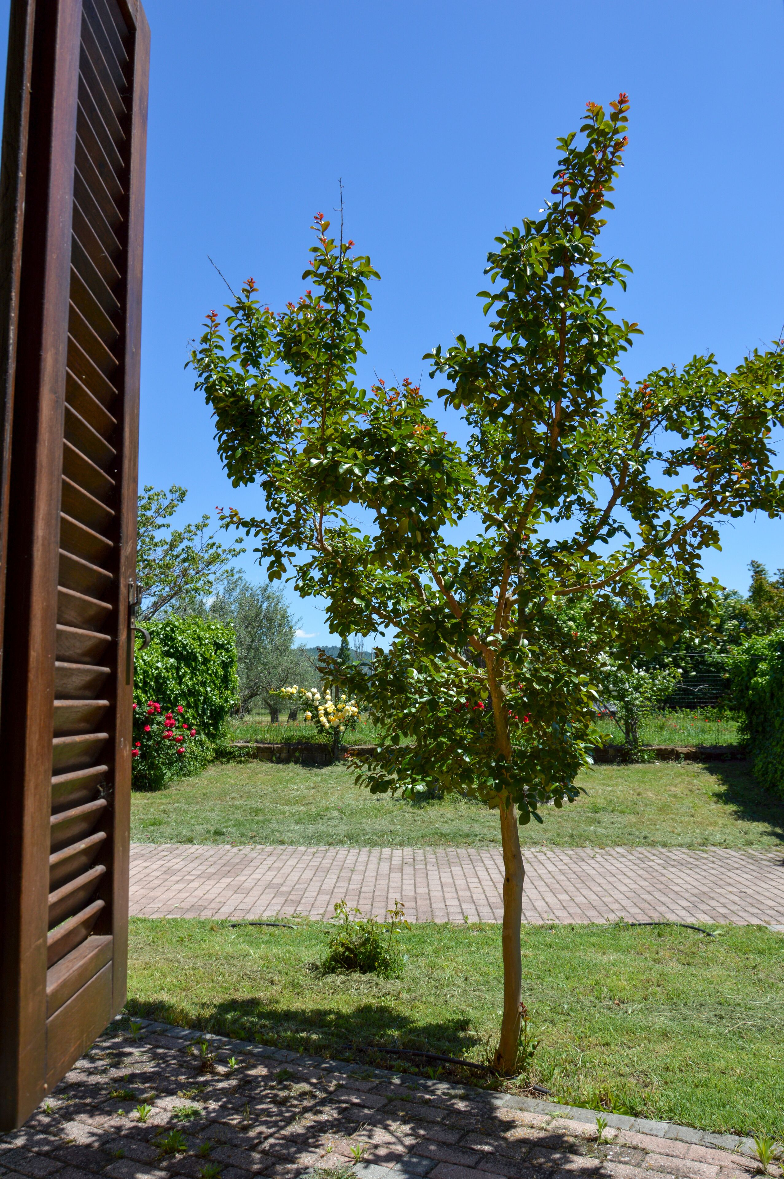 A tree in a garden with a brick pathway and a wooden structure.