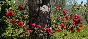 La Fraschetta