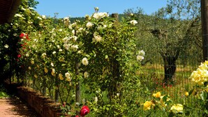 A garden with a variety of roses, a stone wall, and a metal fence. - La Fraschetta (Bolsena)