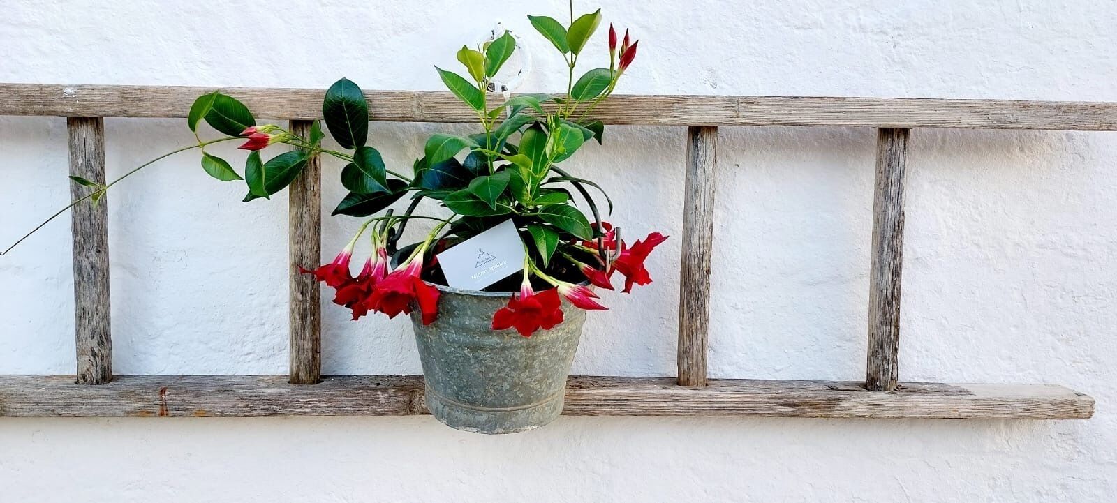 A potted plant with red flowers hanging on a rustic wooden railing.