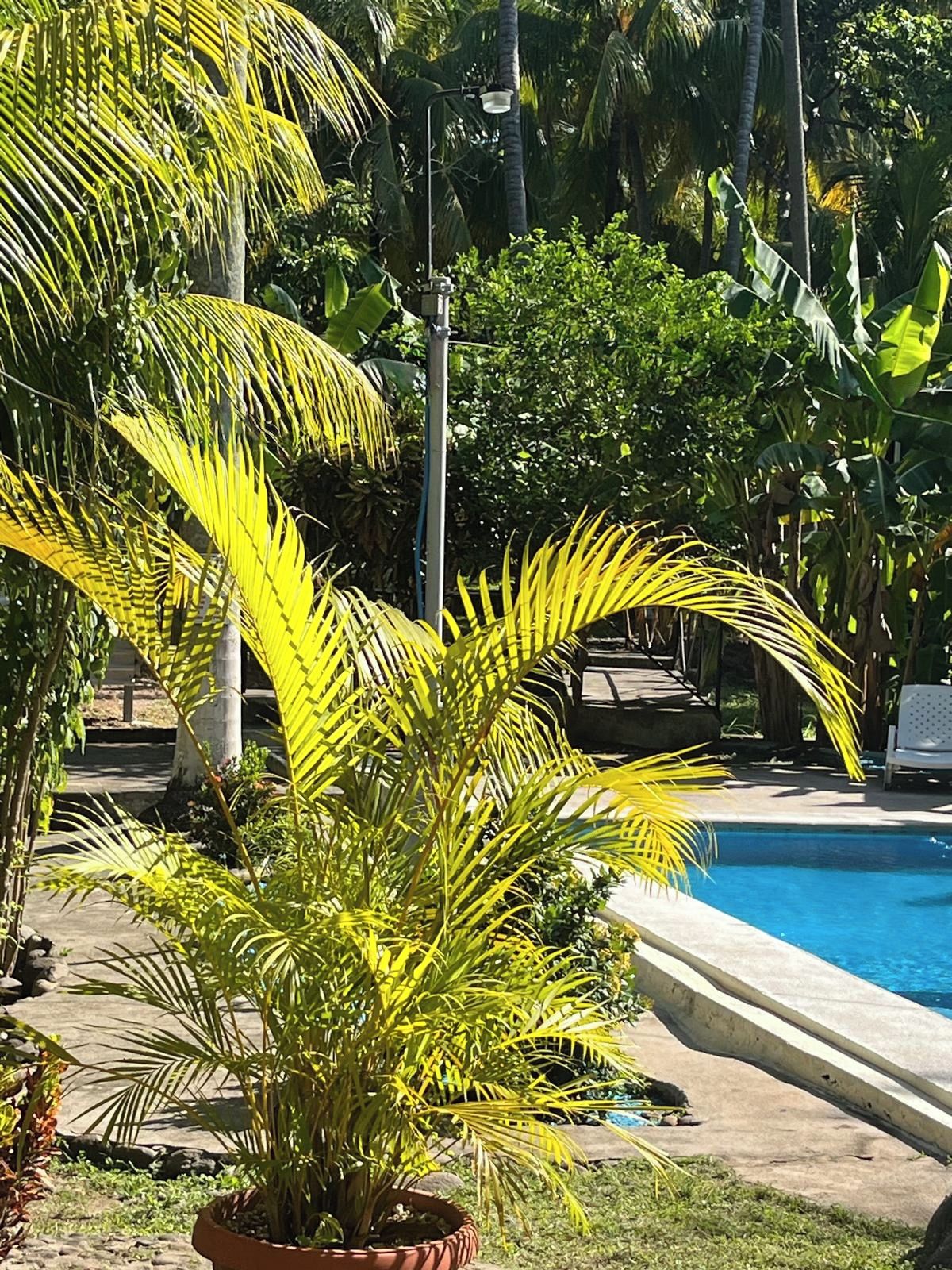Et poolområde med en palme i forgrunden og en klar, blå pool i baggrunden.