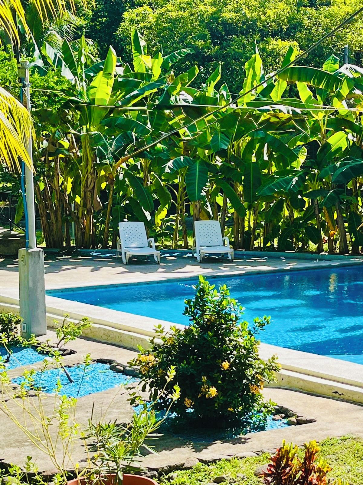 A swimming pool with two white lounge chairs, surrounded by lush greenery and tropical plants.