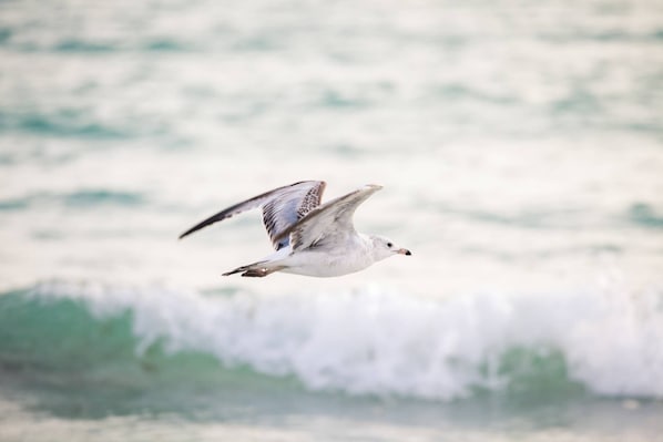 A seagull flying over a body of water.