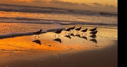 Cocoa, Beach house