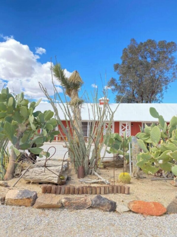 A desert garden with various cacti and succulents, a rustic wooden bench, and a red building in the background.