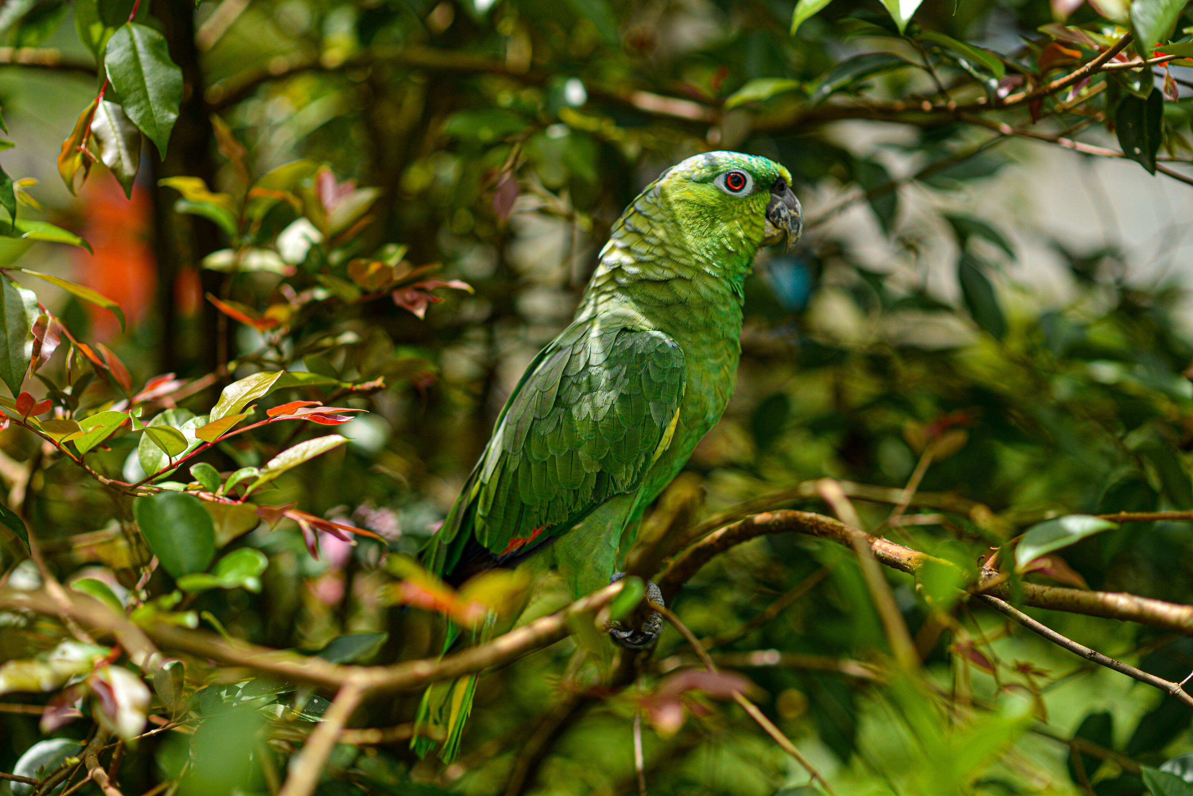 A parrot perched on a branch surrounded by dense foliage.
