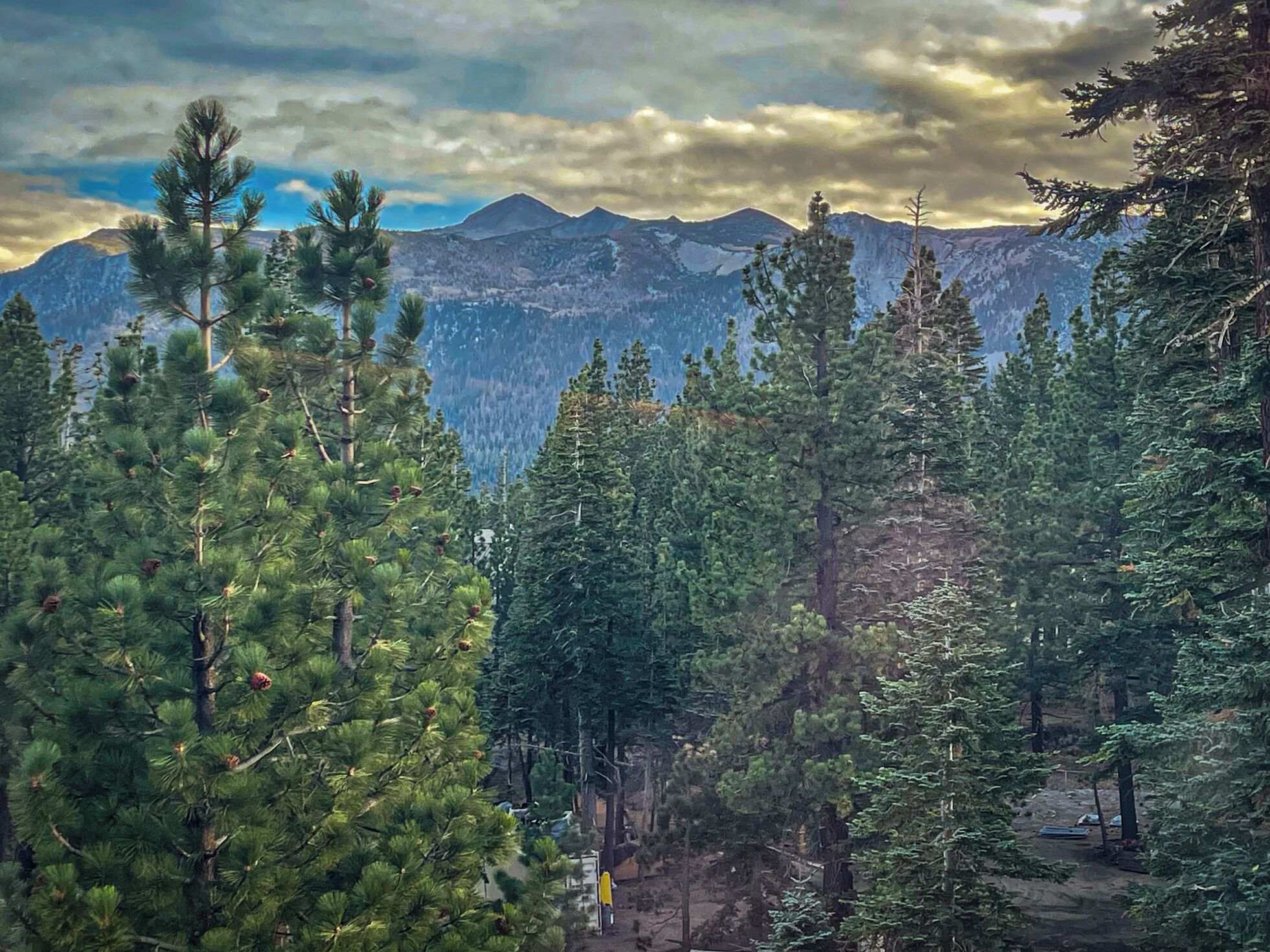 Ein dichter Wald mit hohen Kiefern und einem Bergmassiv im Hintergrund.