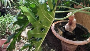 A greenhouse with various plants, a terracotta pot with a statue, and a metal fence in the background. - San Juan, 2 rooms w/private pool, outdoor kitchen/BBQ & nearby & peaceful (San Juan)