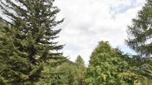 A natural landscape with a variety of trees and a grassy area. - Chalet Elda by Interhome (Mello)