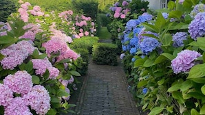 A brick pathway flanked by hydrangea bushes with pink and blue flowers leading to a house. - Luxurious 5-Bedroom Holiday House in Knokke-Heist Belgique (Knokke-Heist)
