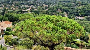 Blick auf eine Stadt mit einem markanten Baum im Vordergrund und einer gebirgigen Kulisse.