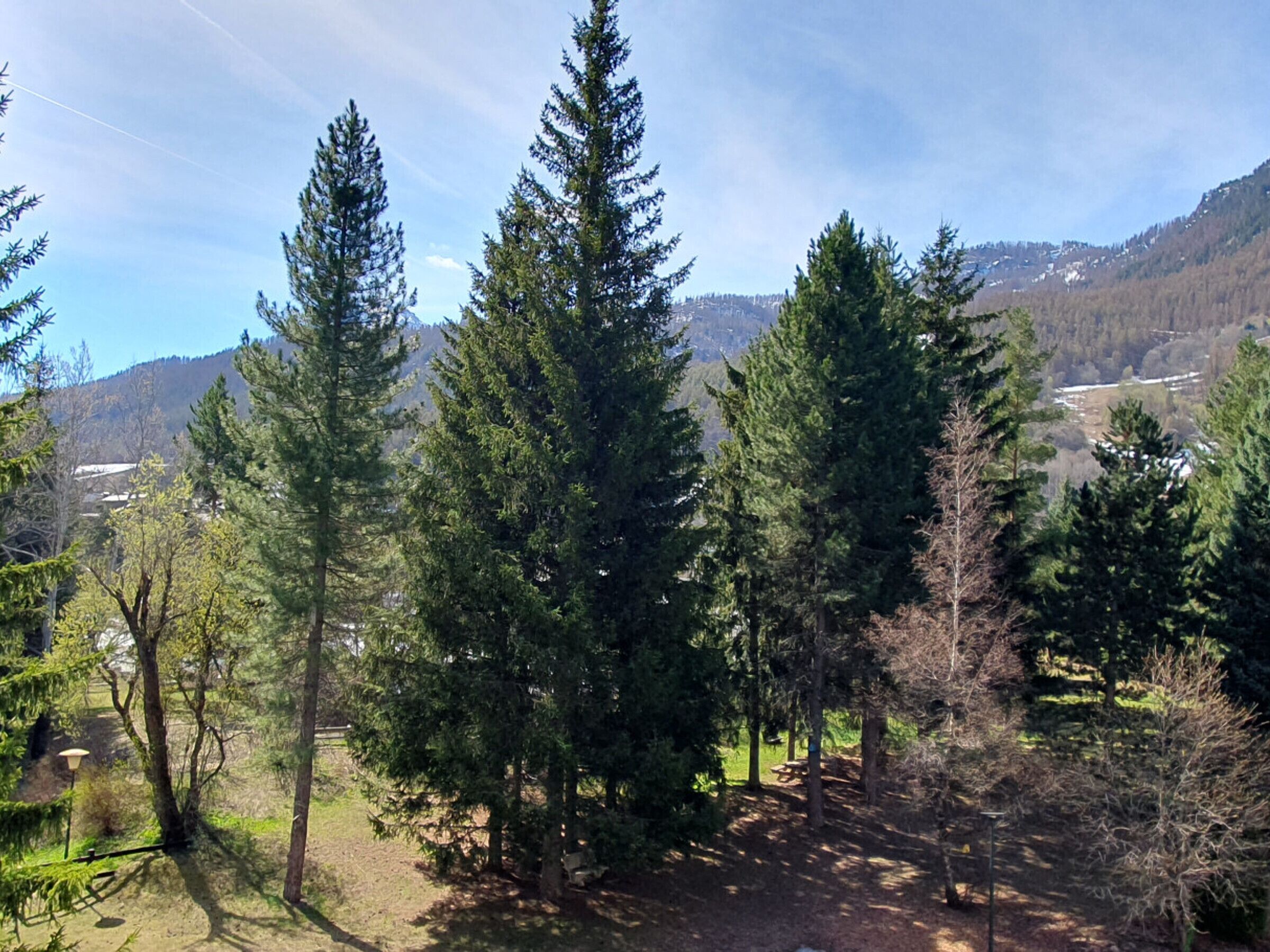 Ein bewaldetes Gebiet mit hoch aufragenden Nadelbäumen und blauem Himmel.