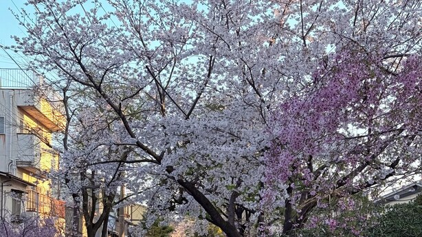 A narrow waterway flanked by cherry blossom trees and stone walls, leading to a traditional bridge. - Kyoto Hatsune Hotel (Kyoto)