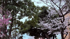 A tranquil waterway with stone benches, cherry blossoms, and traditional architecture. - Kyoto Hatsune Hotel (Kyoto)