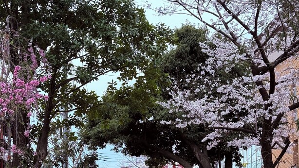 A tranquil waterway with stone benches, cherry blossoms, and traditional architecture.