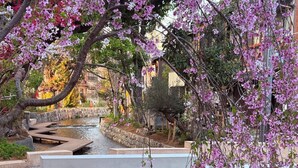 A stone bridge over a water feature with steps leading down to the water, surrounded by flowering trees.