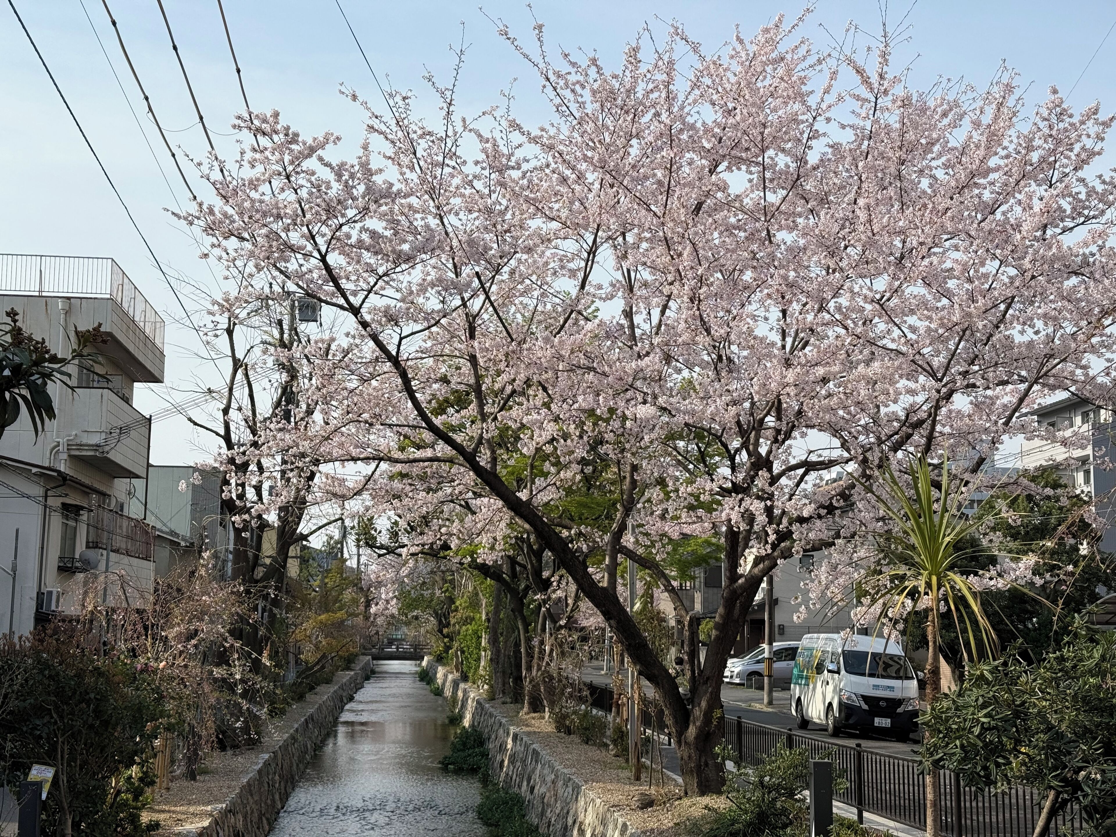 Una calle estrecha bordeada de cerezos, un sendero de piedra y edificios residenciales.