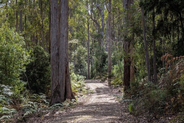 A forest path surrounded by tall trees and ferns.