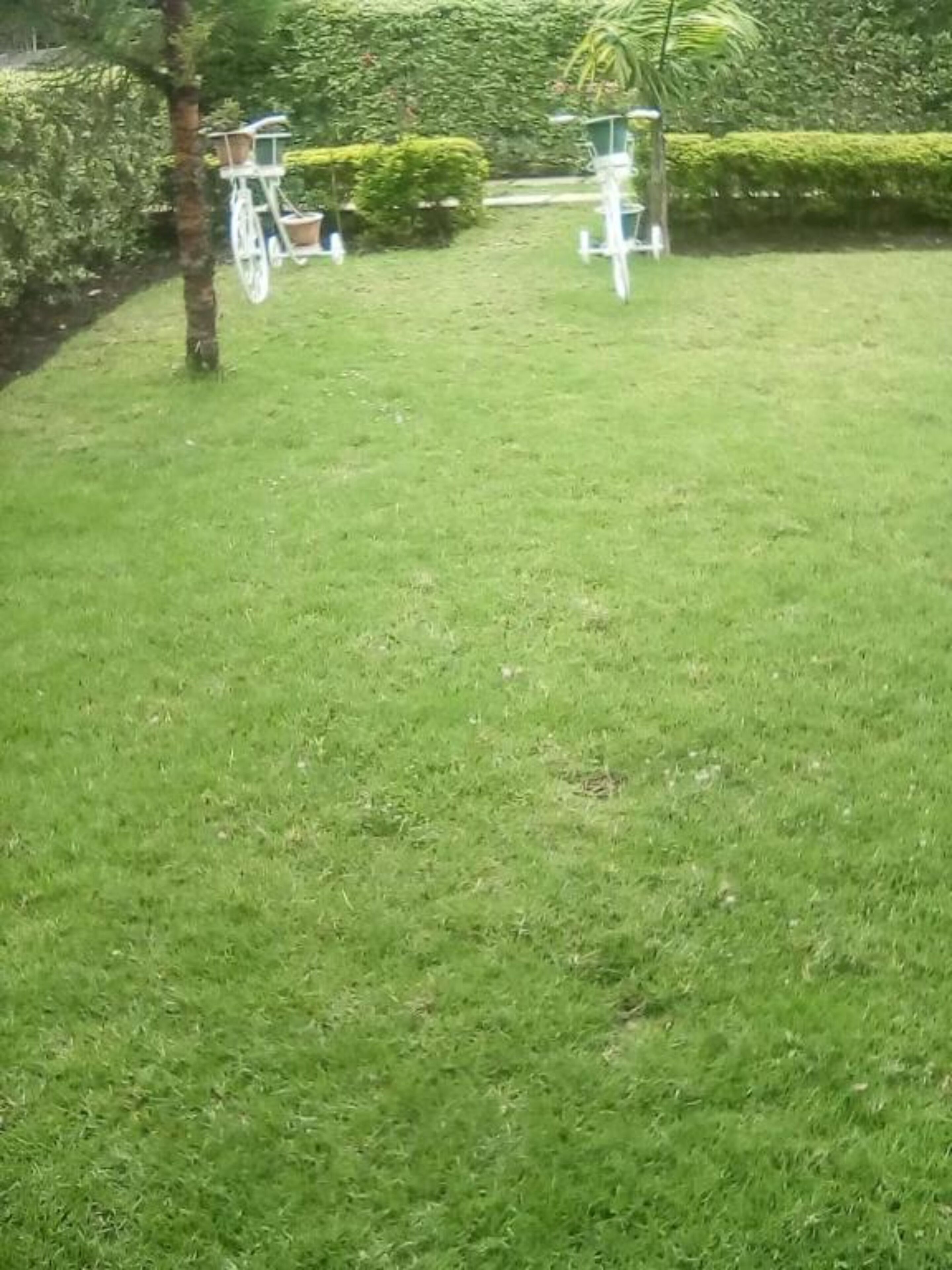 Un césped cuidado con un carrito pequeño blanco de dos ruedas y un comedero para pájaros.