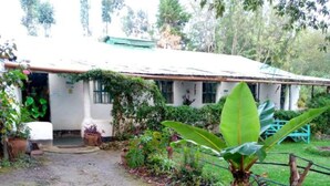A white house with a green roof, surrounded by lush greenery and potted plants. - Sofa Camp Naivasha (Naivasha)