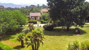 A house surrounded by lush greenery and a large tree in the foreground.