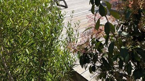 Un espace piscine doté d’une terrasse en bois, entouré d’une végétation luxuriante et d’arbres.