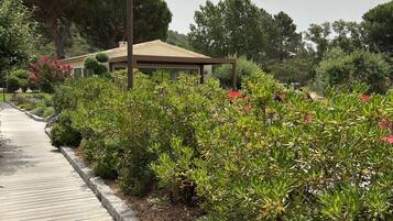 A paved pathway lined with well-maintained shrubs and a lamp post.