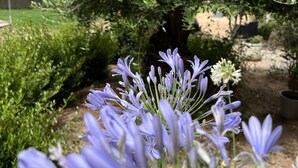 A garden with a variety of plants and flowers, including purple crocuses and a tree with dense foliage. - Les Jardins De Santa Giulia - Charmante chambre d'hôte (Porto-Vecchio)
