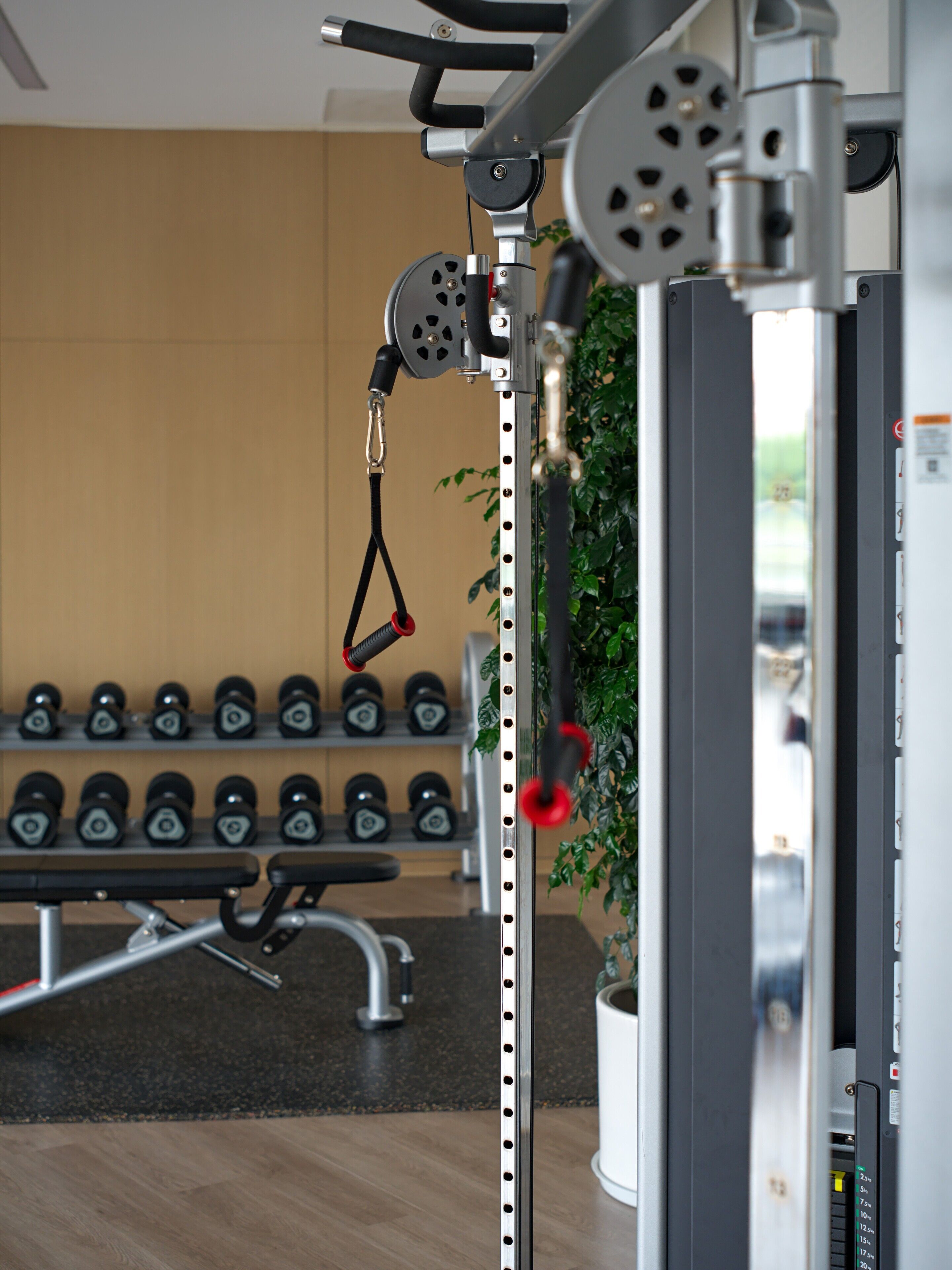 A gym with weightlifting equipment, dumbbells, and a plant.