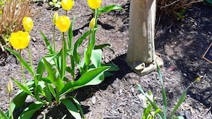 A garden with a statue, yellow tulips, and a brick wall. - Crow's Nest Newport (Newport)
