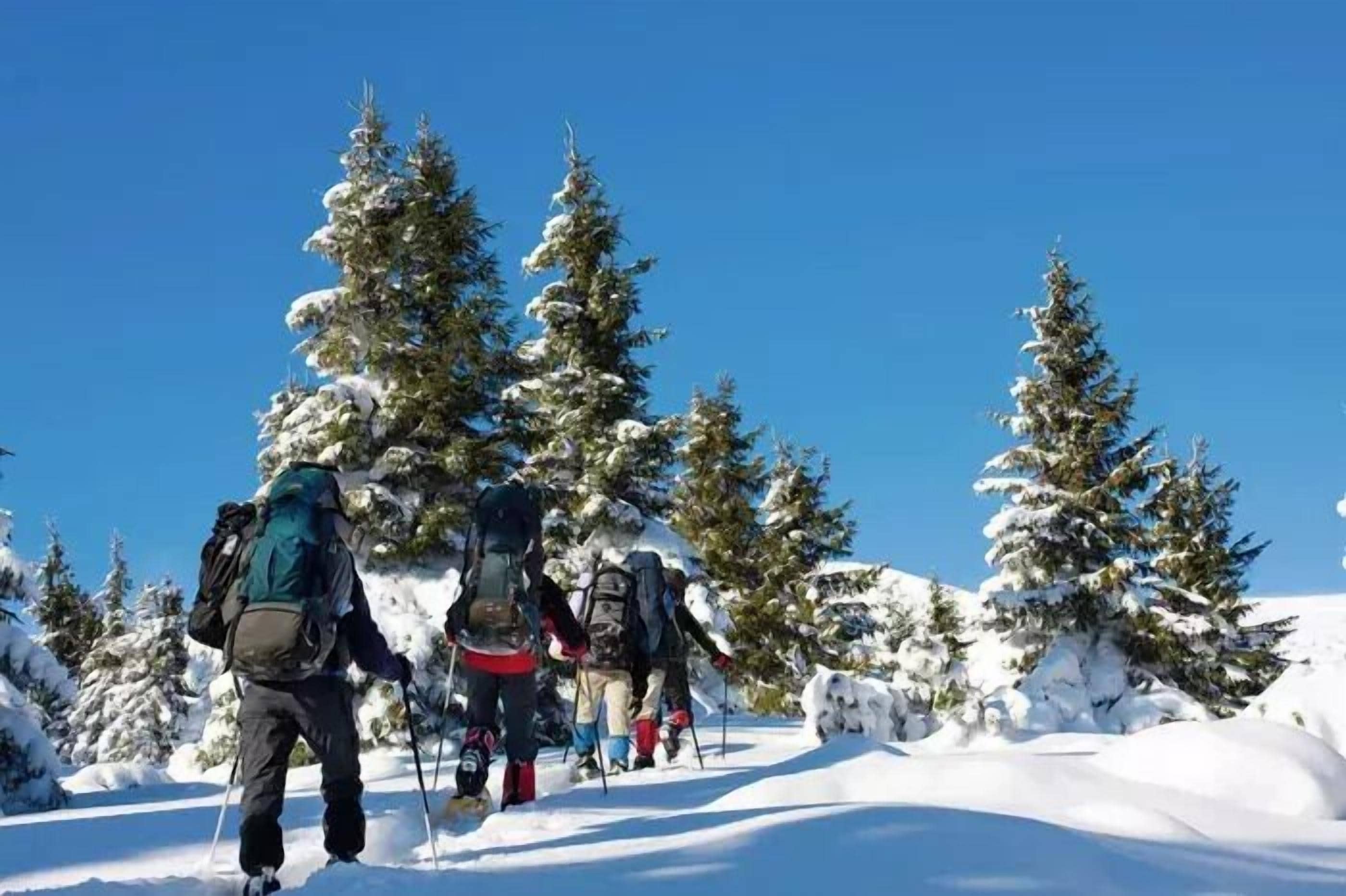 Eine Gruppe Wanderer auf einem mit Schnee bedeckten Pfad, umgeben von hohen Nadelbäumen.