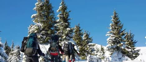 A group of hikers on a snow-covered trail with tall evergreen trees.